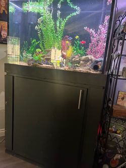 70 gallon Fish Tank