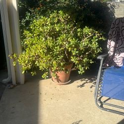 Beautiful Large Lucky Jade Plant