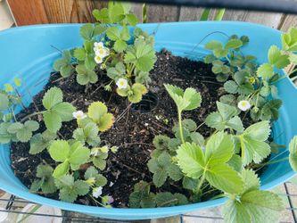 Strawberry Plants 
