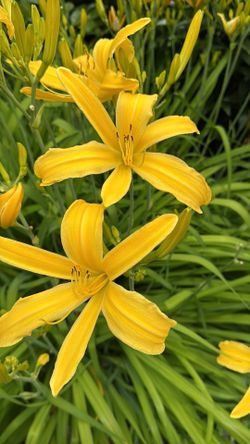 🌼 Yellow Daylily (Hemerocallis) – 1 Gallon –