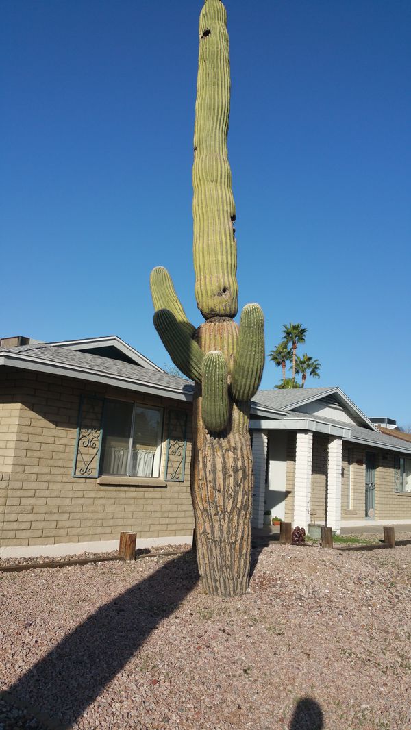Saguaro Cactus For Sale Phoenix