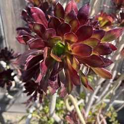 Big Healthy Succulents 