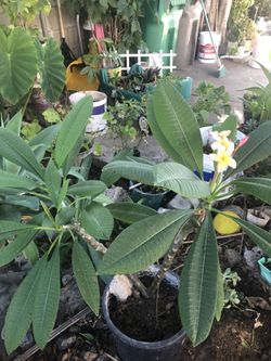 Plumeria
