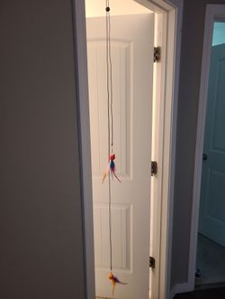 FREE cat toy