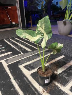 Variegated elephant ear clippings