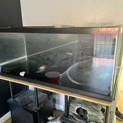 Fish Tank