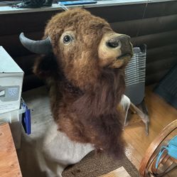  Bison Shoulder Mount 