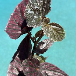 Begonia maculata pink