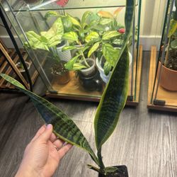 Snake Plant