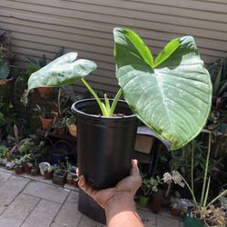Elephant Ear House Plant 
