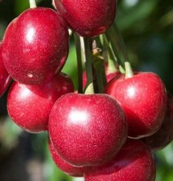 Capulin Cherry 🍒 Tree