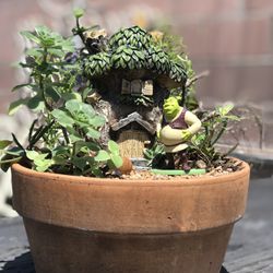 $16 Shrek Inspired Garden