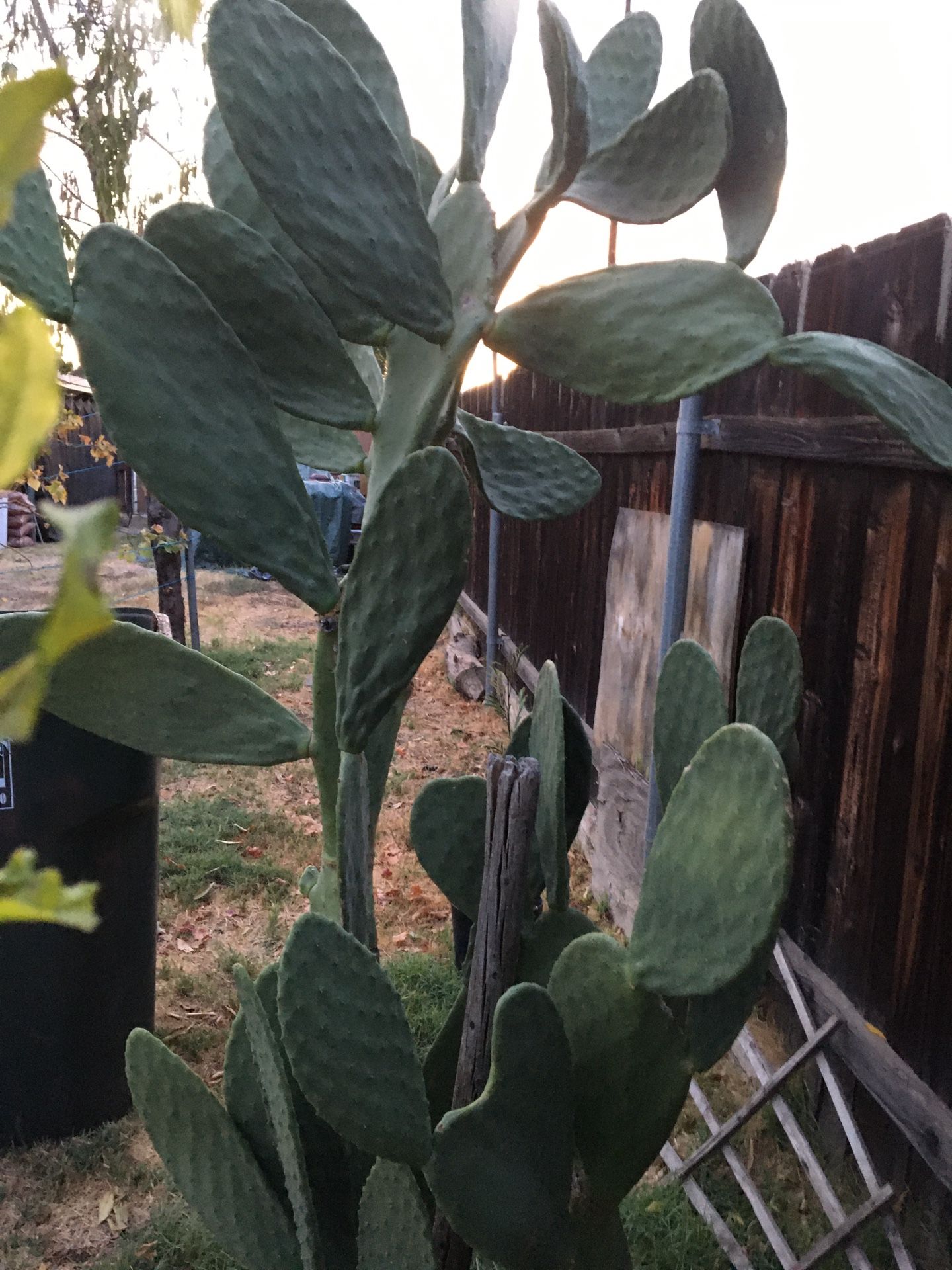 1963 N.Arrowhead FREE-Cactus 3 Huge Pcs per Bag on Curb (will remove when All gone). GRATIS- 3-Nopales Grandotes por Bola- (Remover cuando ya no hay)