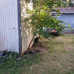 2 More Trees 