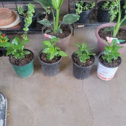 Arabica Coffee Plants 