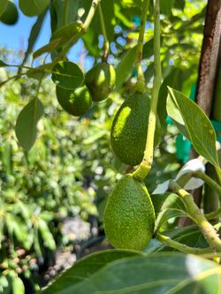 Avocado Trees