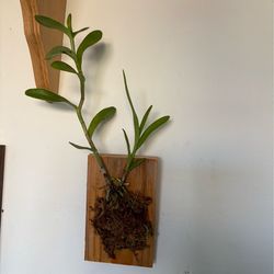 Plant wall mounted Orchid
