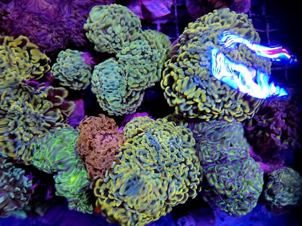 🔥CORALS DECORATIONS FOR MARINE TANK OVER 500 CORALS IN STOCK PICK-UP - DELIVERY - SHIP