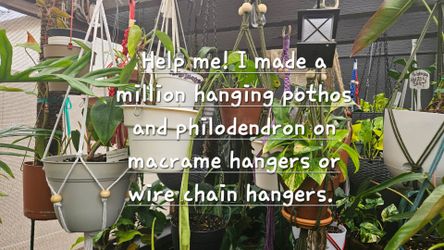 Help me! I have too many hanging plants!
