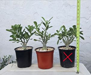 Desert Rose Plants Bradenton Adenium
