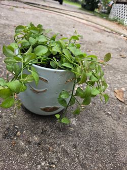 Dischidia Plant