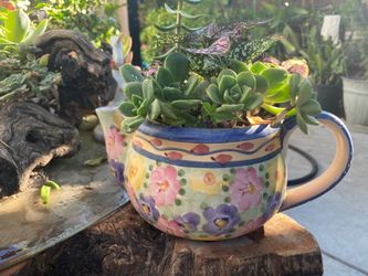 Succulents in glazed ceramic teapot