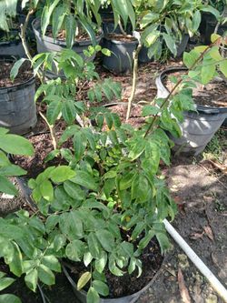 Fruit trees Big Sale! From $50🥑🥭🍊