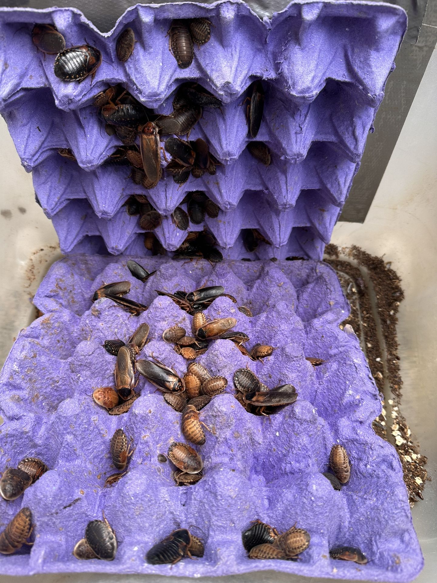 Dubia Roaches