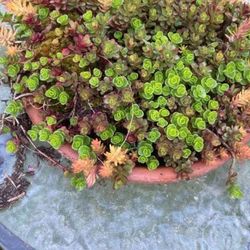 Clay Saucer Display Of Gorgeous Sedum And Succulents 