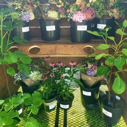 FIG Trees Homegrown $25.00 Each