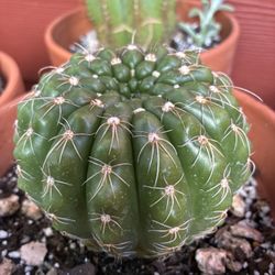 Maceta De Caucto Muy Bonito 