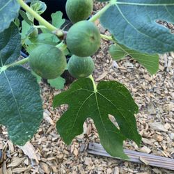 Fig Tree