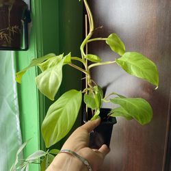 Philodendron Golden Goodness 4 Inch Pot 
