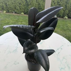 Ficus Elastica - Ruby Houseplant (Out/In Door Life Plant)