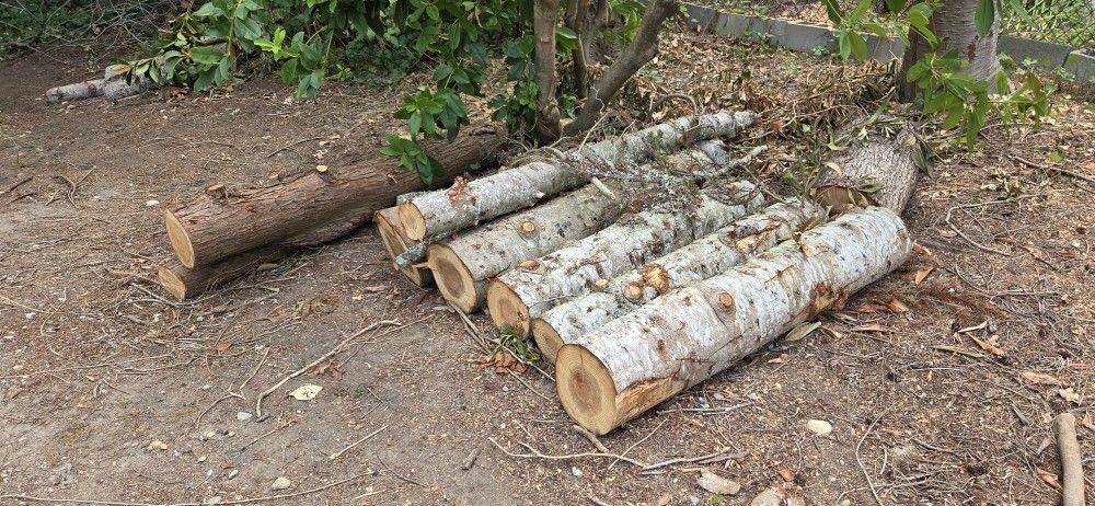 Free Firewood Fir And Cedar