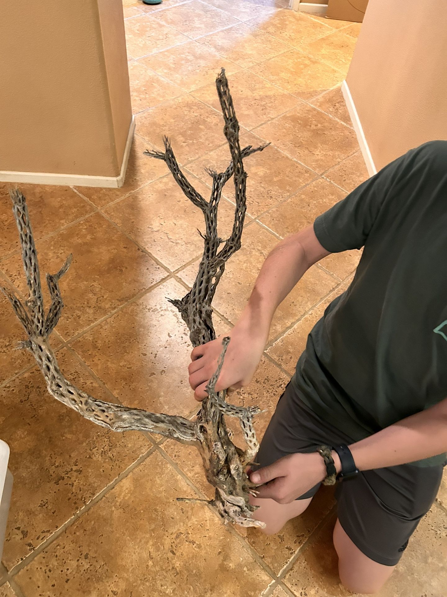 Cleaned And Prepped Natural Cholla!