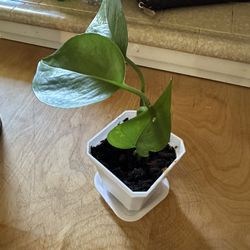 Pothos House Plant 