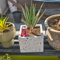 Hercules Aloe