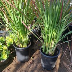 Plantas