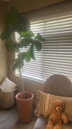 Large fiddle leaf tree