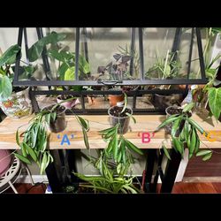 Live Houseplant - Hoya Wayetii Plant