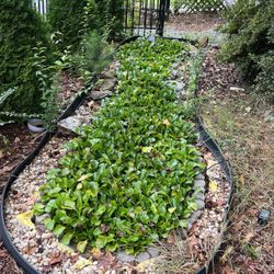Water Hyacinth Floating Pond Plants Live Aquatic Plant Great for Koi Ponds Flowering and Fast Growing Hyacinths 