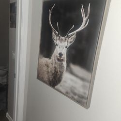 Deer Frame 