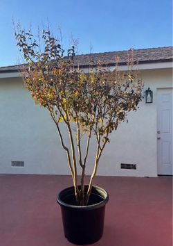 Crape Myrtle Tree, 7 ft+, 25 gal