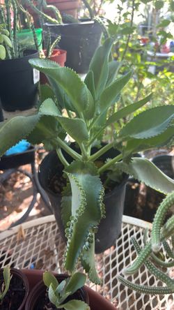 Kalanchoe plant
