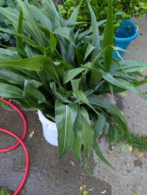 Corn Leafs