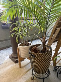 Plants