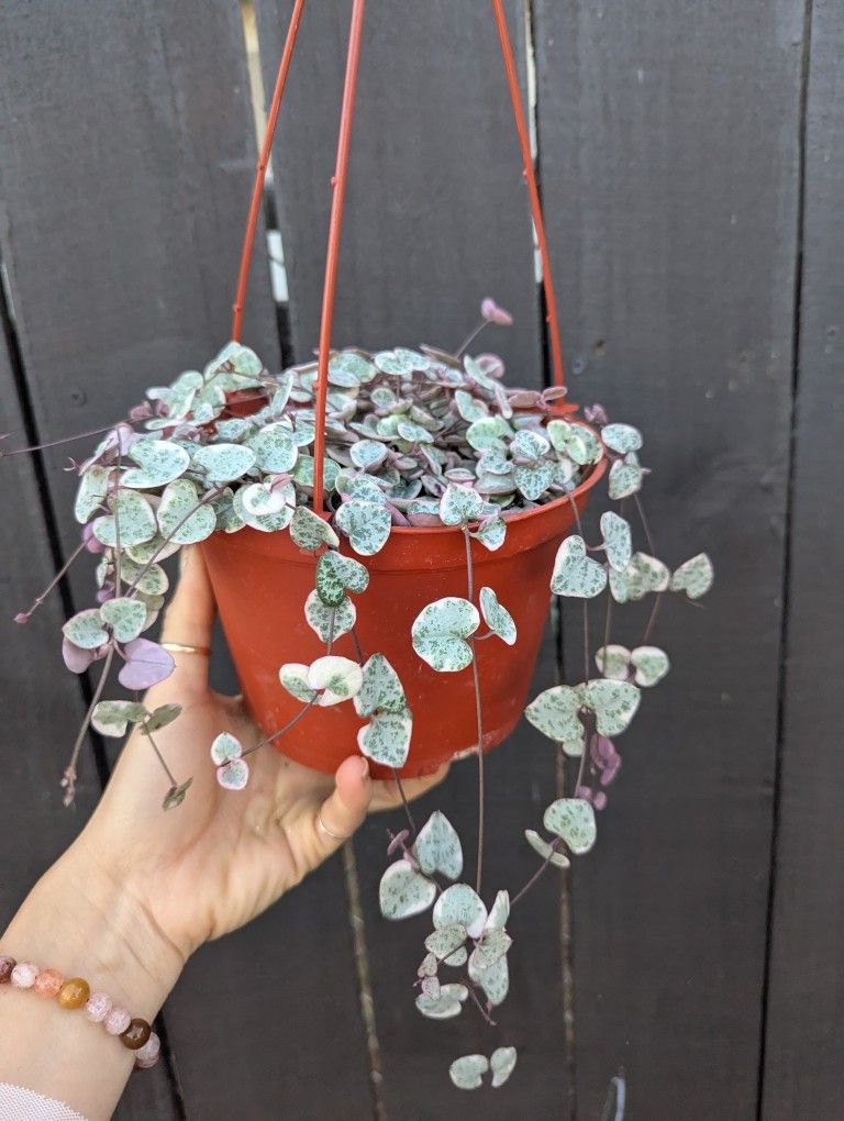 Ceropegia Woodii Strings Of Hearts Variegated Plant 6" Pot - Indoor House Plants 