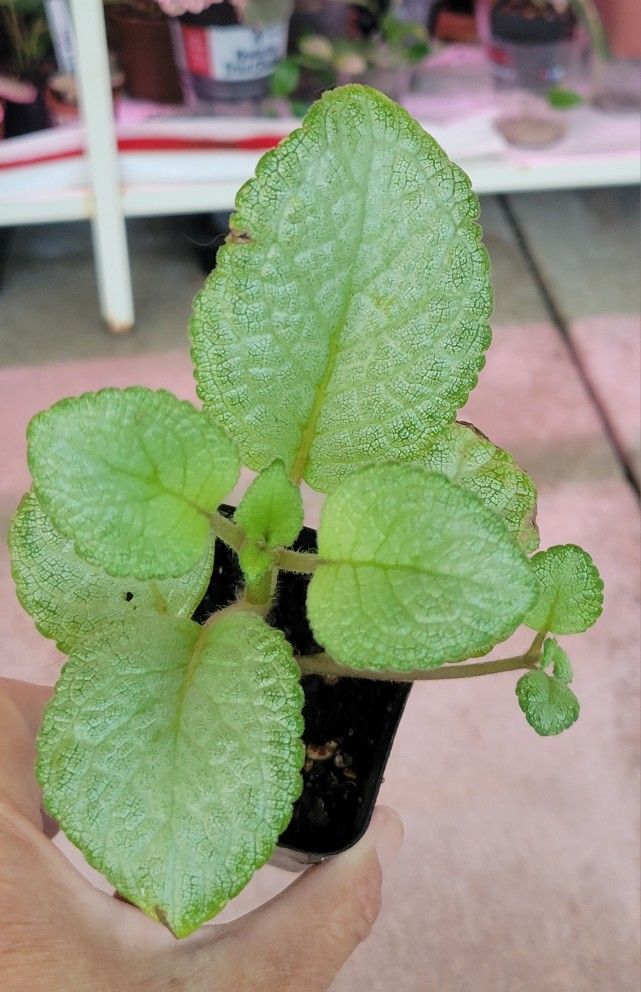 Episcia In A 3.5" Pot