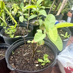 🌿 Guava Plants (Psidium guajava) — Set of 5